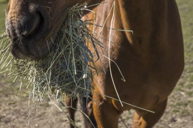 Stockholm, İsveç Ahırda saman yiyen kahverengi bir at.