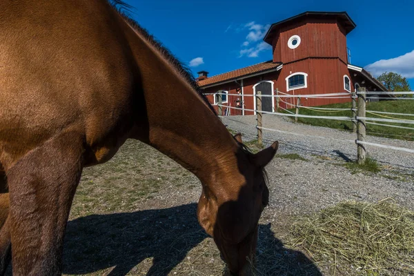 Stockholm Sweden Brown Horse Eating Hay Stable — Fotografia de Stock