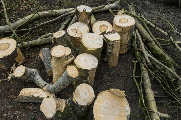 Woodstumps Ready Splitting Firewood — Stock Photo, Image