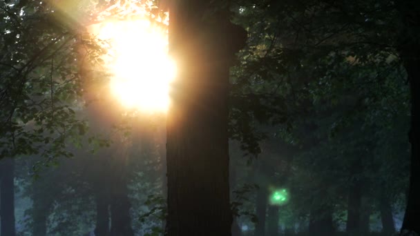 Stockholm Suède Les Rayons Soleil Matin Brillent Dans Forêt Parc — Video