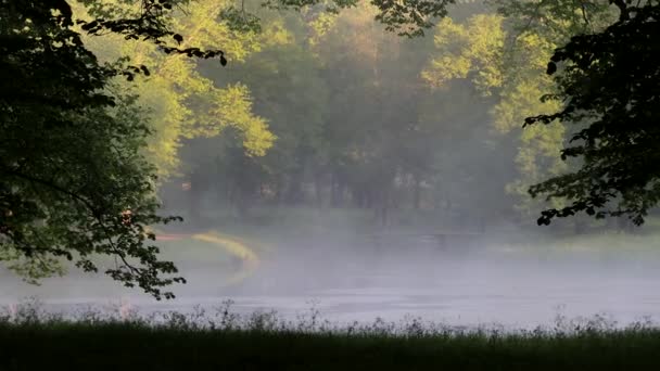 Sztokholm Szwecja Poranne Promienie Słoneczne Lśnią Przez Las Parku Drottningholm — Wideo stockowe