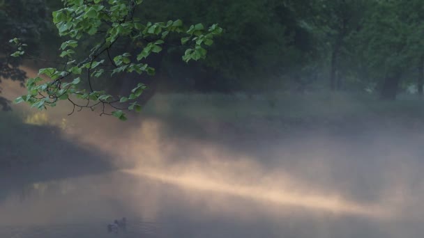 Sztokholm Szwecja Poranne Promienie Słoneczne Lśnią Przez Las Parku Drottningholm — Wideo stockowe
