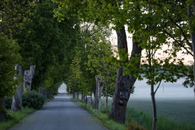 Stockholm, İsveç Sabah sisi ve tarlası Şafak vakti Ekero adasında.