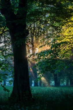 Stockholm, İsveç, Şafak Işıkları Drottningholm parkındaki ağaçların arasından parlıyor.