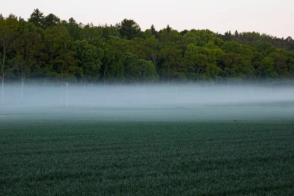 Στοκχόλμη Σουηδία Πρωινή Ομίχλη Και Πεδίο Την Αυγή Στο Νησί — Φωτογραφία Αρχείου