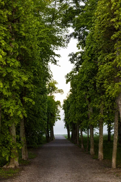 Stockholm Švédsko Paprsky Svítání Svítí Cestou Mezi Stromy Parku Drottningholm — Stock fotografie