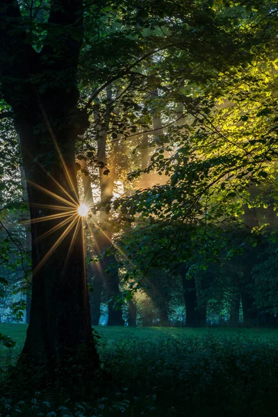Sztokholm Szwecja Promienie Świtu Świecą Wśród Drzew Parku Drottningholm — Zdjęcie stockowe