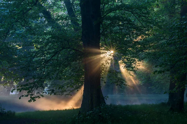Sztokholm Szwecja Promienie Świtu Świecą Wśród Drzew Parku Drottningholm — Zdjęcie stockowe
