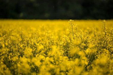 Nykvarn, İsveç Sarı Rap Tarlası.