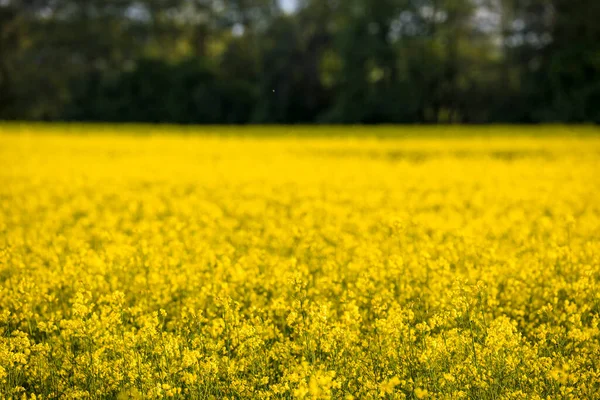 Nykvarn Schweden Ein Feld Aus Gelben Rapfen — Stockfoto