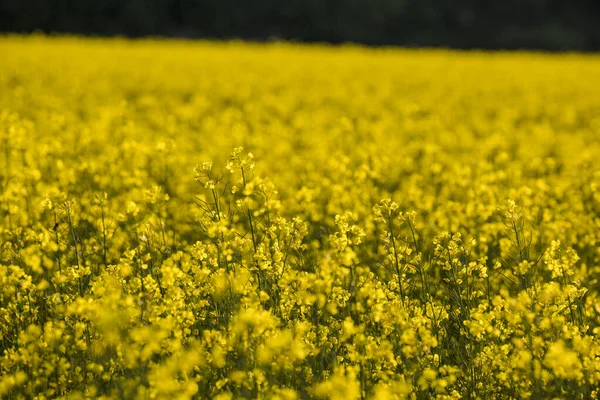 Nykvarn Schweden Ein Feld Aus Gelben Rapfen — Stockfoto