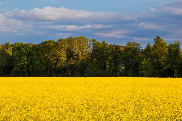 Nykvarn Suécia Campo Rap Amarelo — Fotografia de Stock