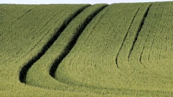 デンマークの小麦畑が風に吹かれて — ストック動画