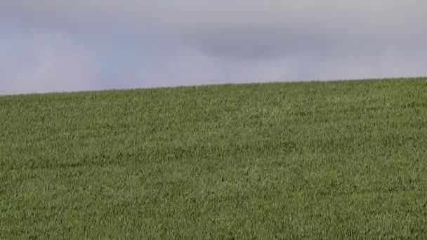 Hirtshals Denmark Ladang Gandum Bertiup Angin — Stok Video