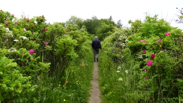 Hirtshals Dinamarca Hombre Entra Por Las Dunas Vegetación — Vídeos de Stock