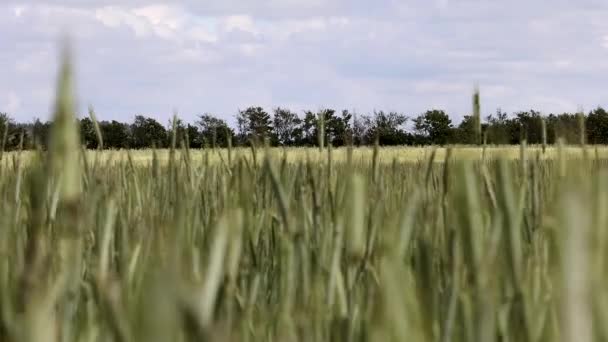 Hirtshals Denmark Ladang Gandum Bertiup Angin — Stok Video