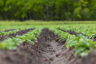 Tarlada yetişen patates sıraları..