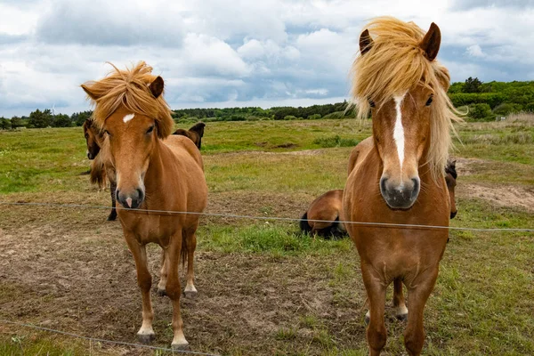 Hirtshals Dinamarca Cavalos Campo Atrás Uma Cerca — Fotografia de Stock