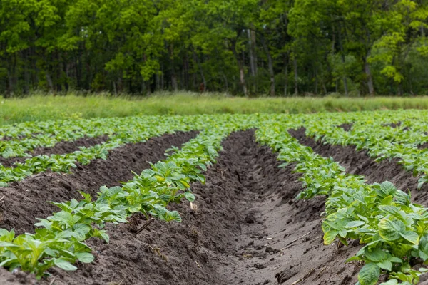 Tarlada yetişen patates sıraları..