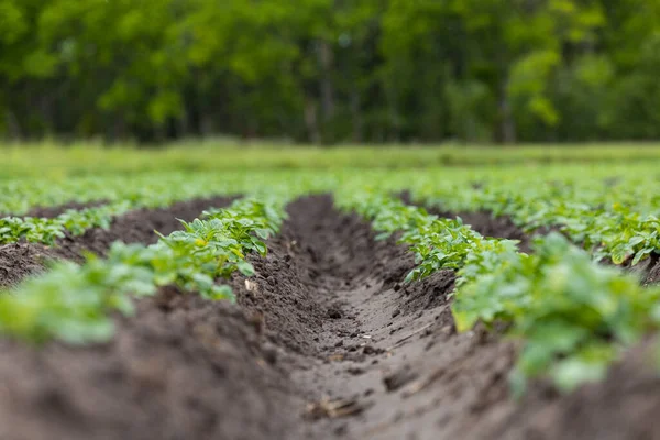 Rangées Pommes Terre Poussant Dans Champ — Photo