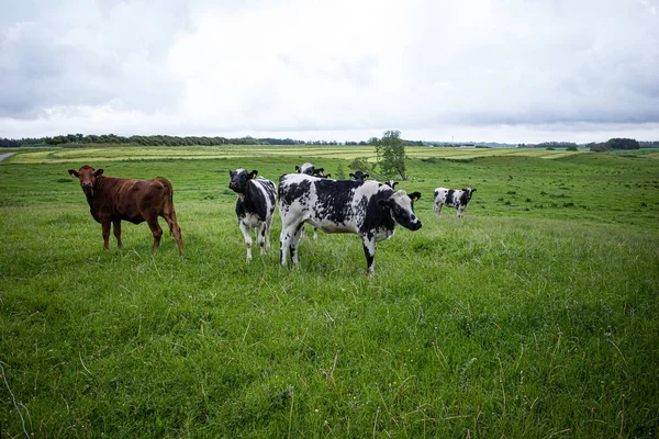 Hirtshals Dánsko Krávy Zelené Pastvině — Stock fotografie