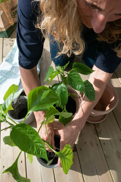 Estocolmo Suécia Uma Mulher Cuida Suas Plantas Envasadas Varanda Primavera — Fotografia de Stock