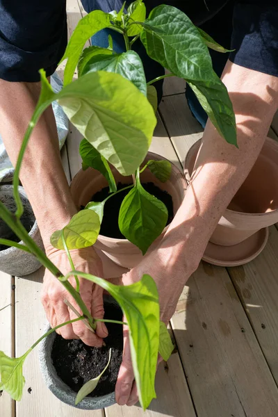 Estocolmo Suécia Uma Mulher Cuida Suas Plantas Envasadas Varanda Primavera — Fotografia de Stock