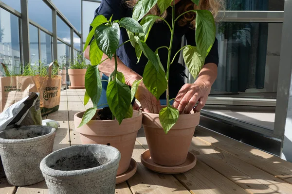 Estocolmo Suécia Uma Mulher Cuida Suas Plantas Envasadas Varanda Primavera — Fotografia de Stock