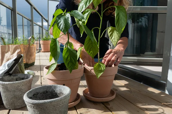 Estocolmo Suecia Una Mujer Atiende Sus Plantas Macetas Balcón Primavera —  Fotos de Stock