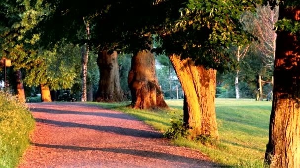 Stockholm Svédország Egy Férfi Sétál Napkeltekor Djurgarden Parkban — Stock videók