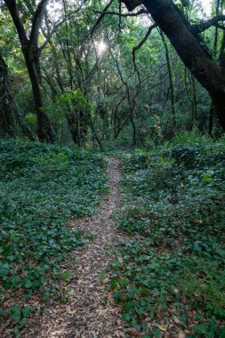 Arnavutluk 'un Ksamil kenti, Yunan ve Roma zamanlarından kalma antik bir kent olan Butrint Ulusal Parkı' nın ormanlık bir yolu.