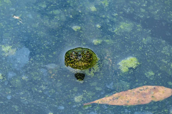 Ksamil, Albania, Turtles swimming in a pond  in the  National Park of Butrint, an ancient city from Greek and Roman times.