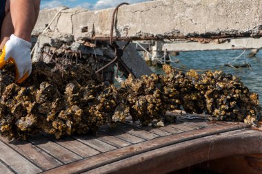 Arnavutluk 'un Ksamil kentinde bir midye balıkçısı Butrint Gölü' nden bir tekneye midye ağı çekiyor..