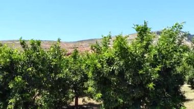 Ksamil, Albania A mandarin citrus fruit plantation. 