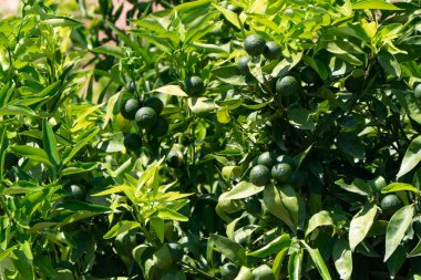 Arnavutluk 'un Ksamil kenti bir tarlada yetişen bir çin ağacı koruluğu.