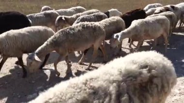 Arnavutluk 'un Ksamil kenti Yolda yürüyen bir koyun sürüsü. 