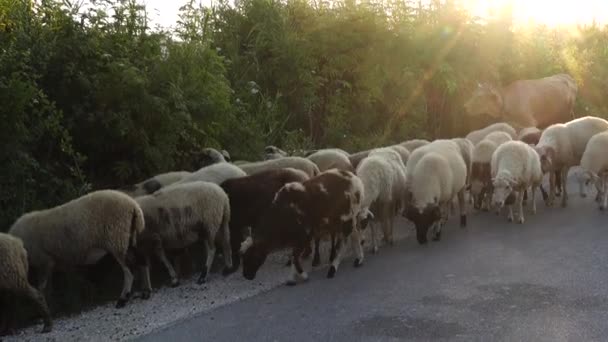 Ксамиль Албания Стадо Овец Идущих Дороге — стоковое видео