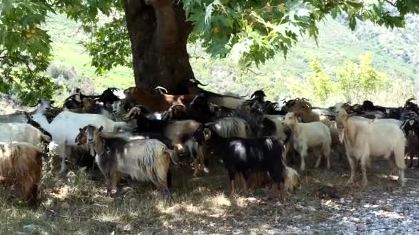 Saranda Albania Goats Gathered Shade Tree — Video