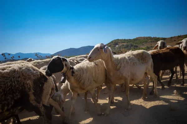 Ksamil Albania Flock Sheep Dirt Road — Stockfoto