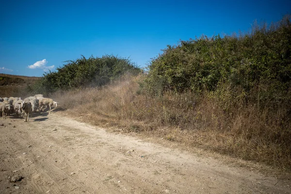 Ksamil Albania Flock Sheep Dirt Road — Stockfoto