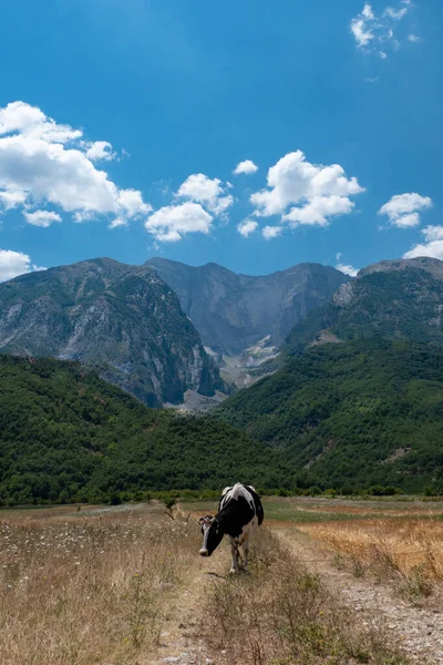 Permet Albania Cow Grazing High Mountains — Stockfoto