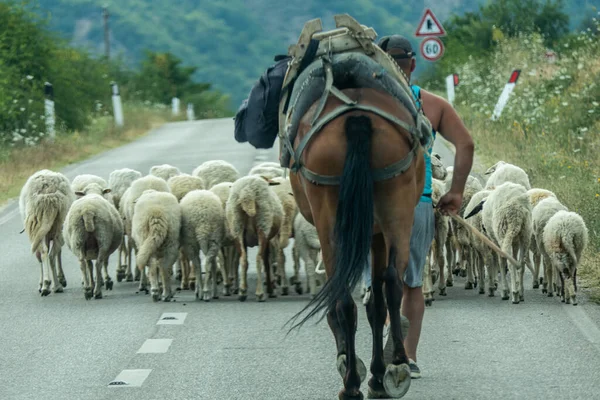Permet Albania Shepherd Walks His Sheep Rural Road — Stockfoto