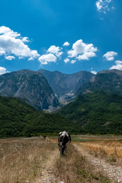 Permet Albania Cow Grazing High Mountains — Stockfoto