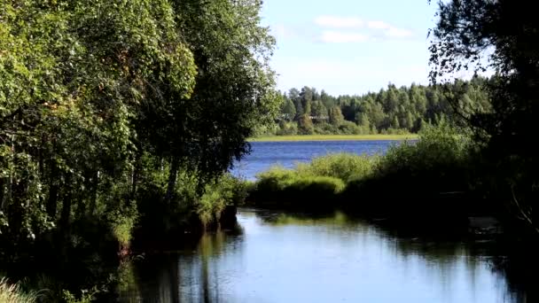 Skellefte Sweden Small Creek Running Water Forest — Stockvideo