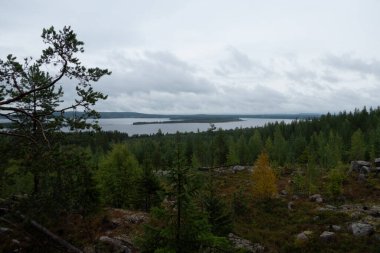 Burtrask, Sweden,  A forest lanscape in Norrland.