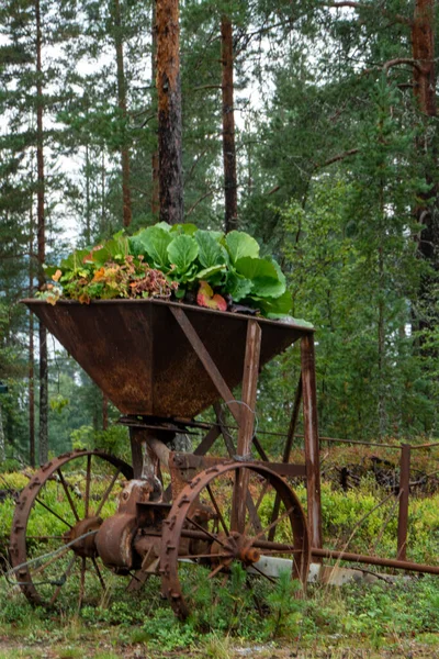 Burtrask Sweden Garden Box Driveway Made Old Agricultural Machine — Foto de Stock