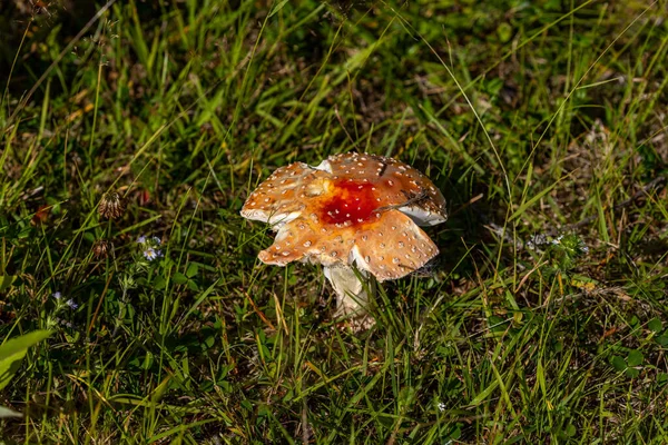 Sorsele Sweden Toadstool Poisonous Mushroom Forest — Stockfoto