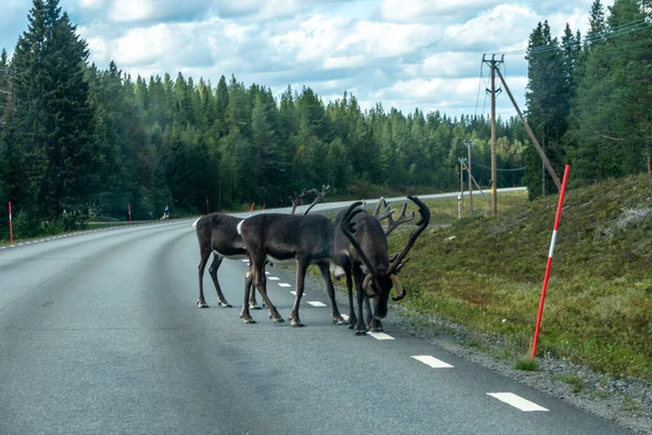 Arvidsjaur Swedena Reindeer Grazing Road — Foto de Stock