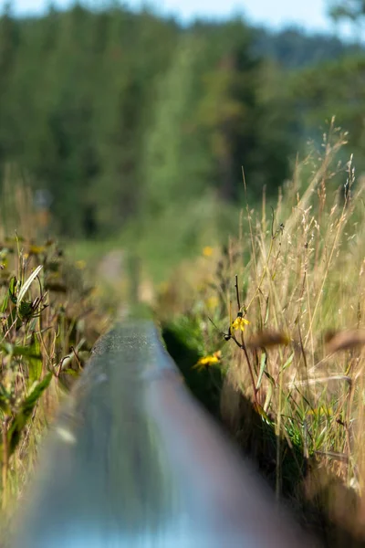 Umea Sweden Overgrown Train Tracks —  Fotos de Stock