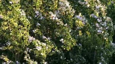 Tree blossoms blowing in the wind.